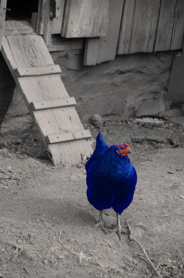 Blue Chicken Photograph by Bill Cannon