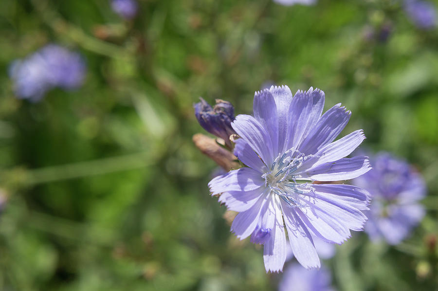 Blue Chicory Photograph by Adam Gladstone - Fine Art America