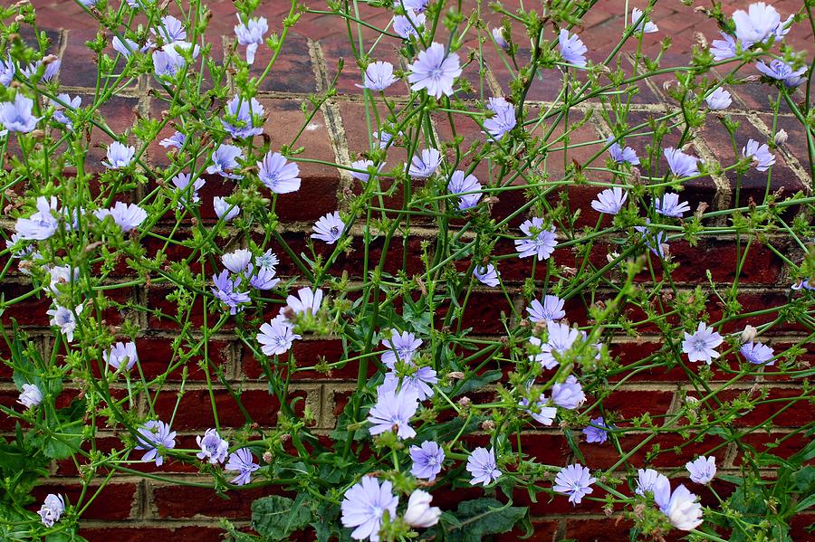 Blue Chicory Growing Against Brick Photograph by M E