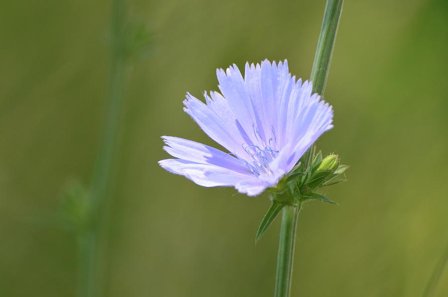 Blue Chicory  Photograph by Lyle Crump
