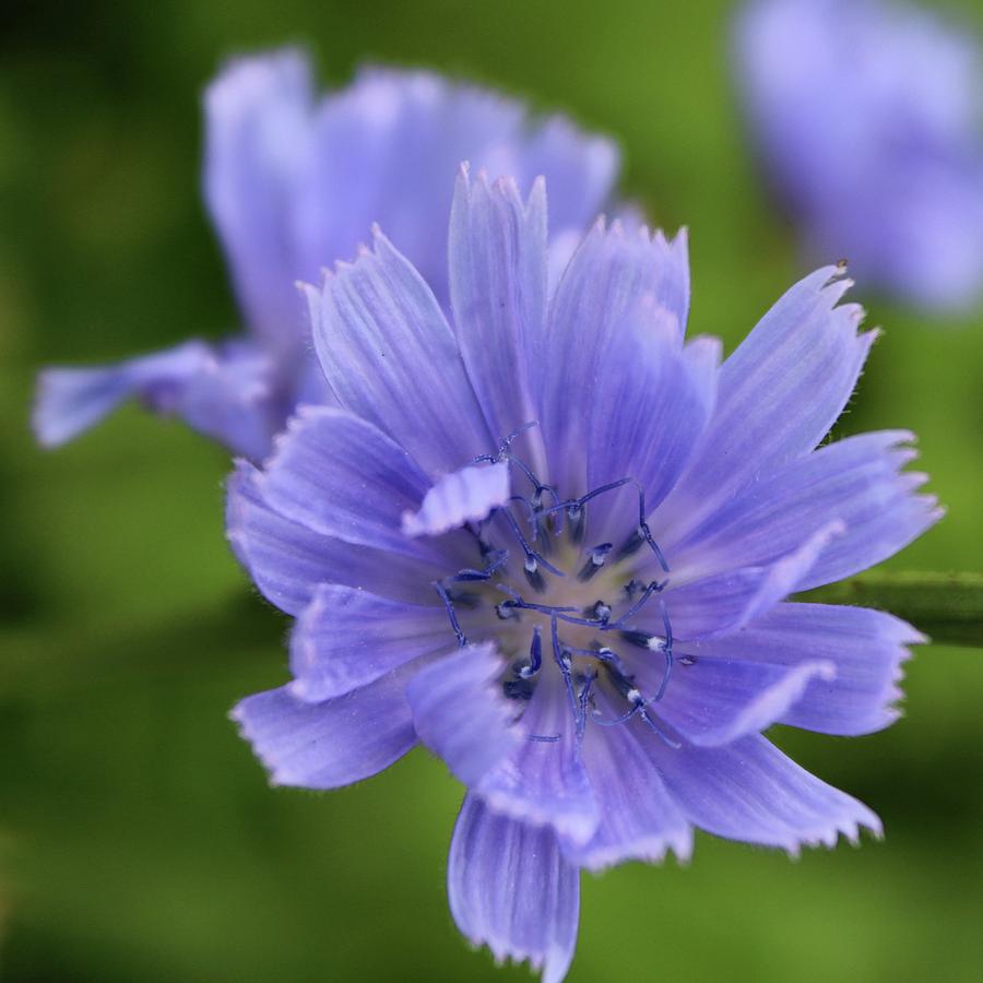 Blue Chicory Photograph by M E