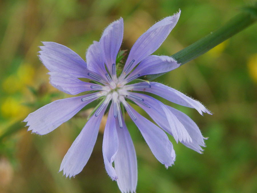 Blue Chicory Photograph by Peggy King