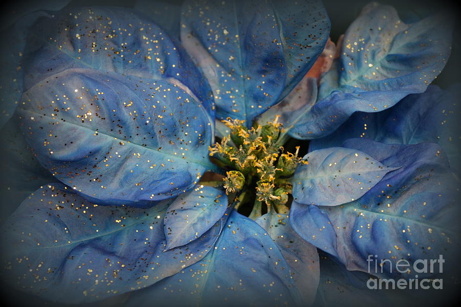 Blue Christmas Poinsettia Photograph by Dora Sofia Caputo