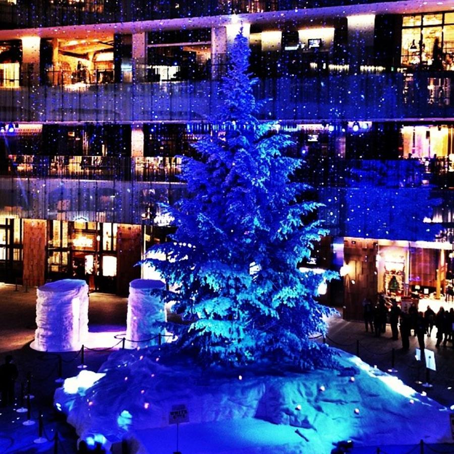 Christmas Photograph - Blue Christmas Tree @ Kitte by Nori Strong