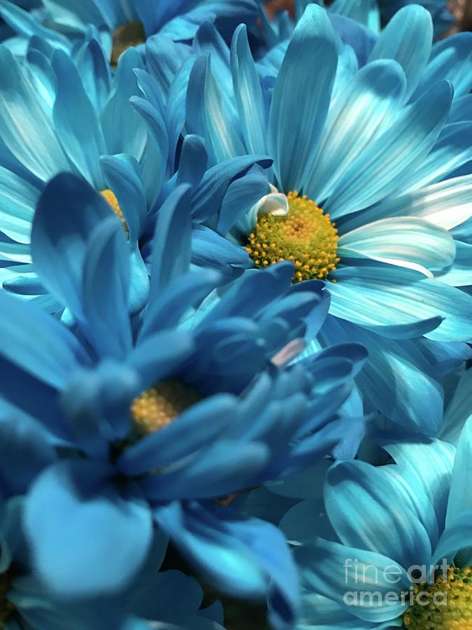 Blue Chrysanthemums Photograph by CAC Graphics