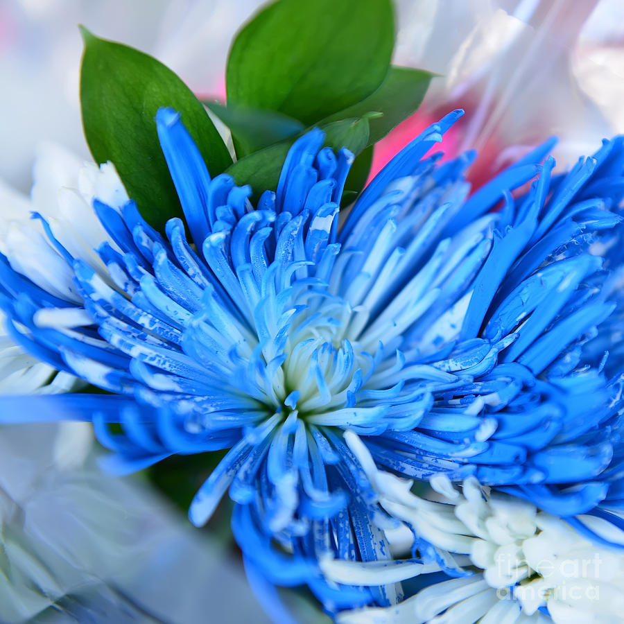 Blue chrysanthemums Photograph by Olga Hamilton