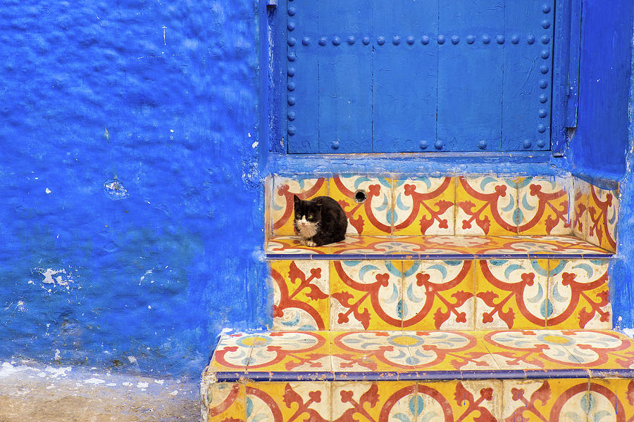 Architecture Photograph - Blue City Cat by Emily M Wilson