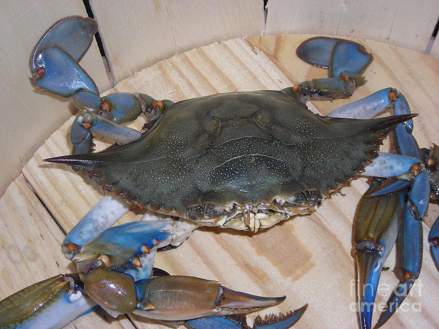 Blue Claw Crab Photograph by Snapshot Studio | Fine Art America