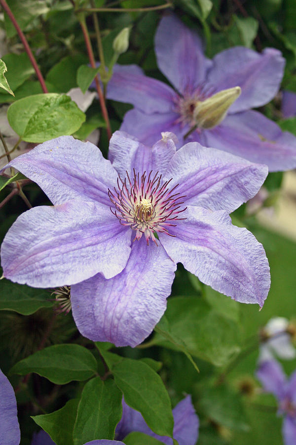 Blue Clematis Photograph by Margie Wildblood - Fine Art America