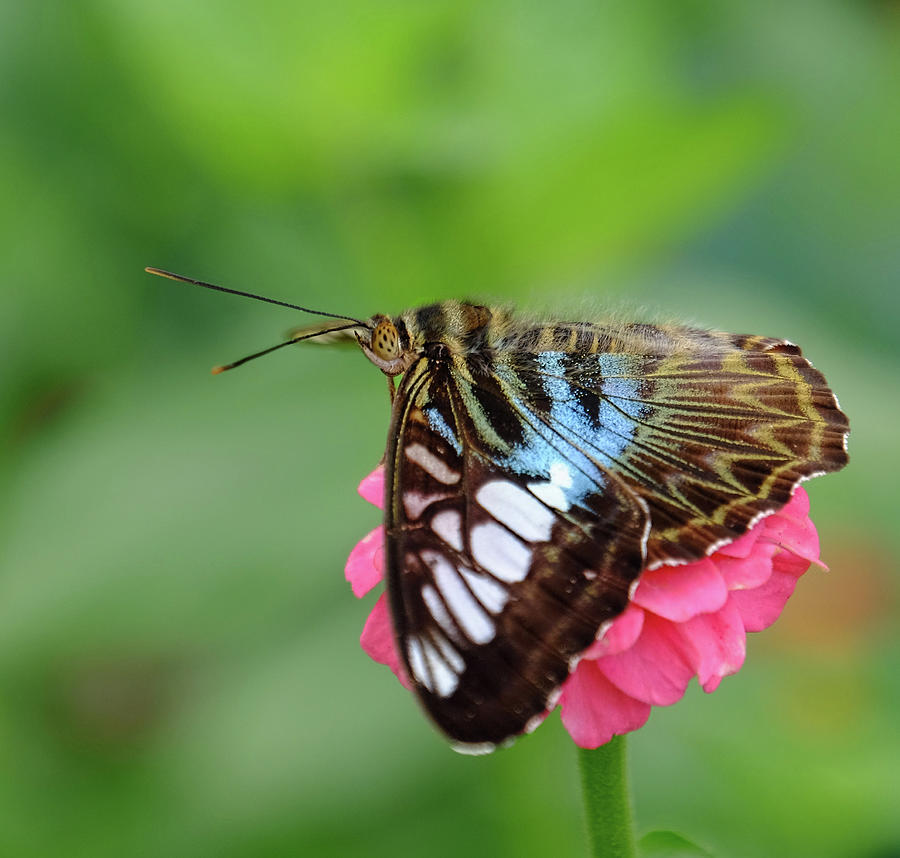 Blue Clipper Butterfly beauty Photograph by Ronda Ryan