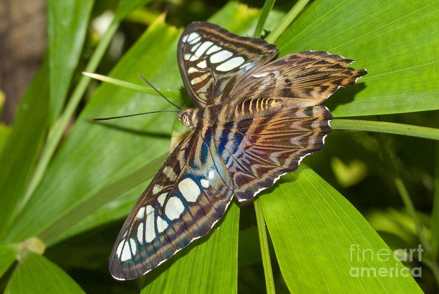 Blue Clipper Butterfly - Parthenos sylvia Photograph by Anthony Totah