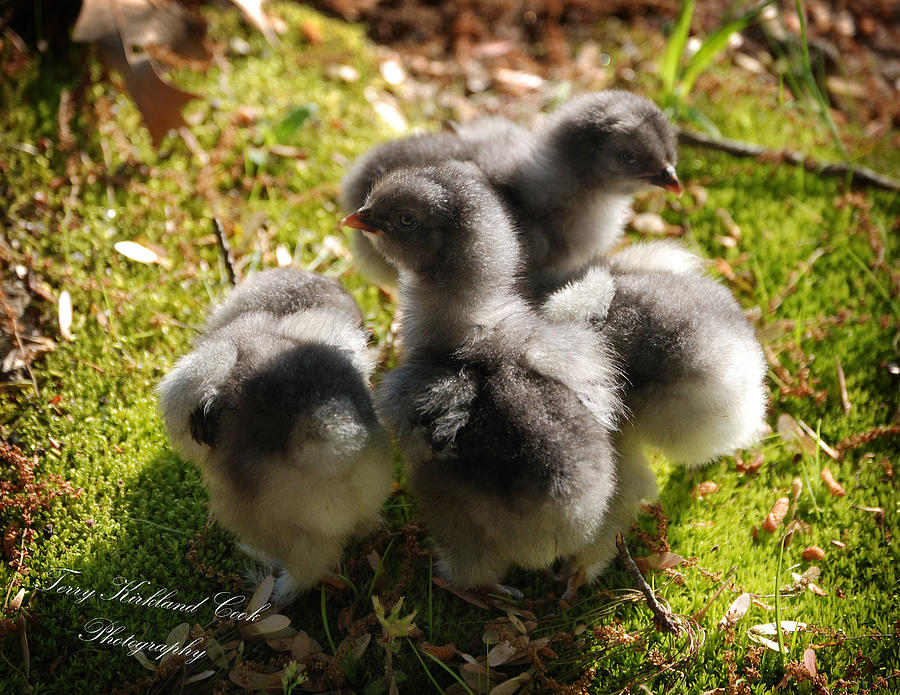 Blue Cochin Chicks Photograph by Terry Kirkland Cook