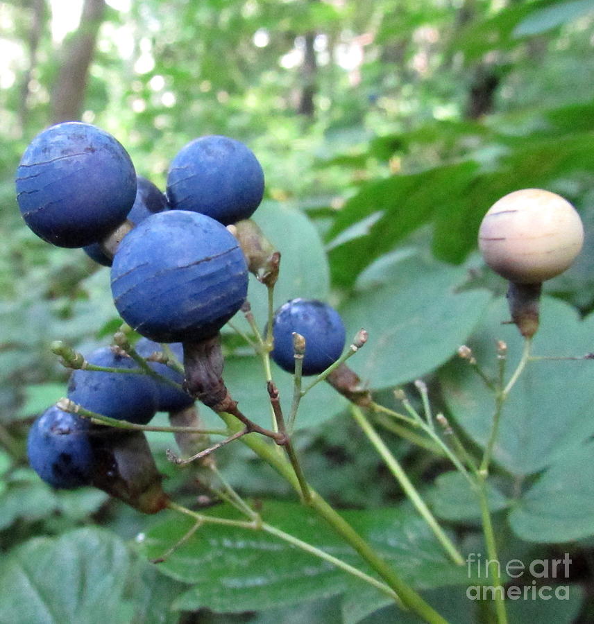 Blue Cohosh Berries Photograph by Joshua Bales