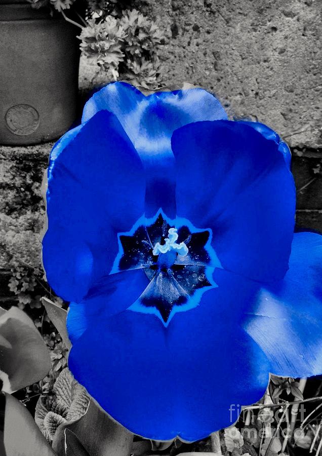 Blue Colour Splash Tulip Photograph by Joan-Violet Stretch