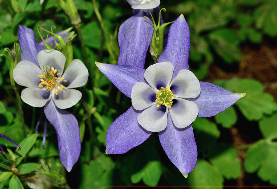 Blue Columbine 013 Photograph by George Bostian