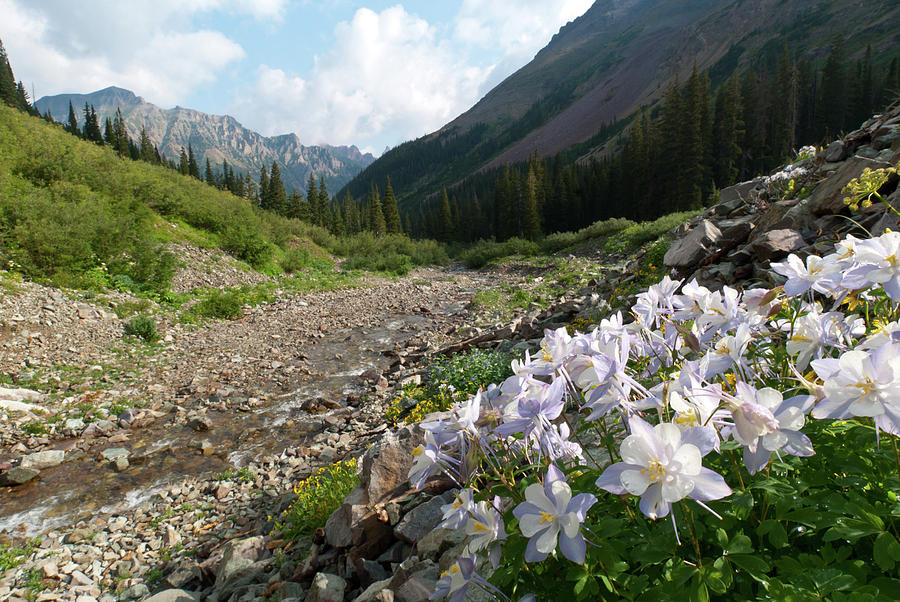 Blue Columbine and Maroon Snowmass Landscape Photograph by Cascade Colors