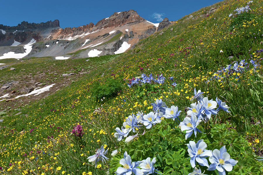 Blue Columbine and Mountain Peaks Photograph by Cascade Colors