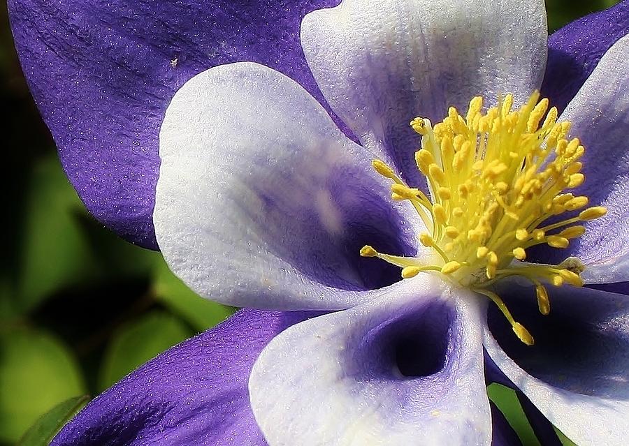 Blue Columbine Blossom up Close Photograph by Bruce Bley