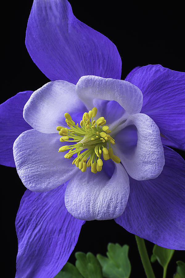 Flower Photograph - Blue Columbine by Garry Gay