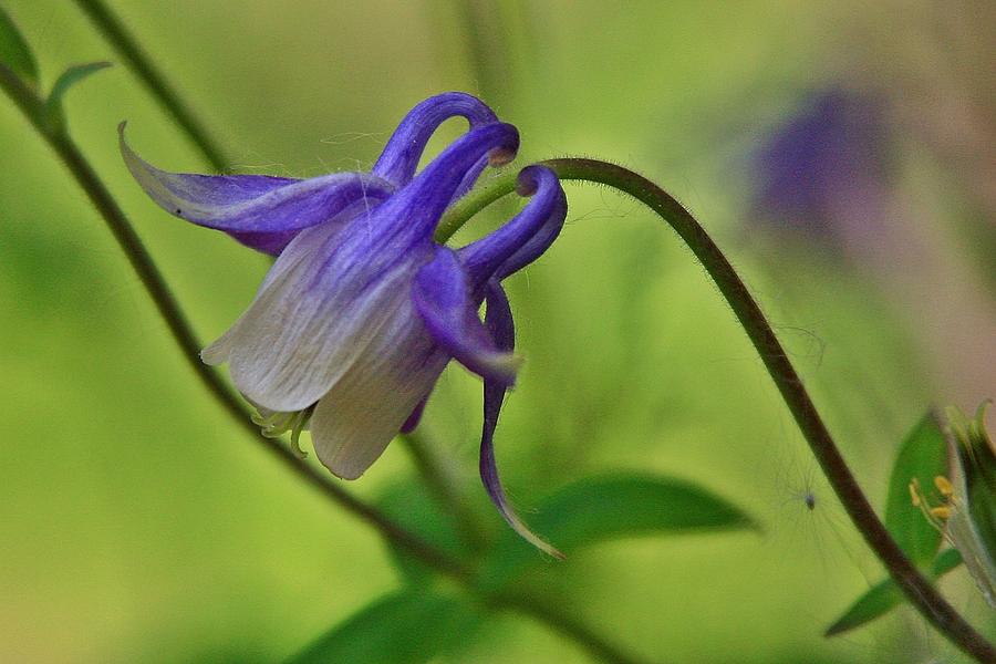 Blue Columbine Photograph by Harley J Winborn - Fine Art America