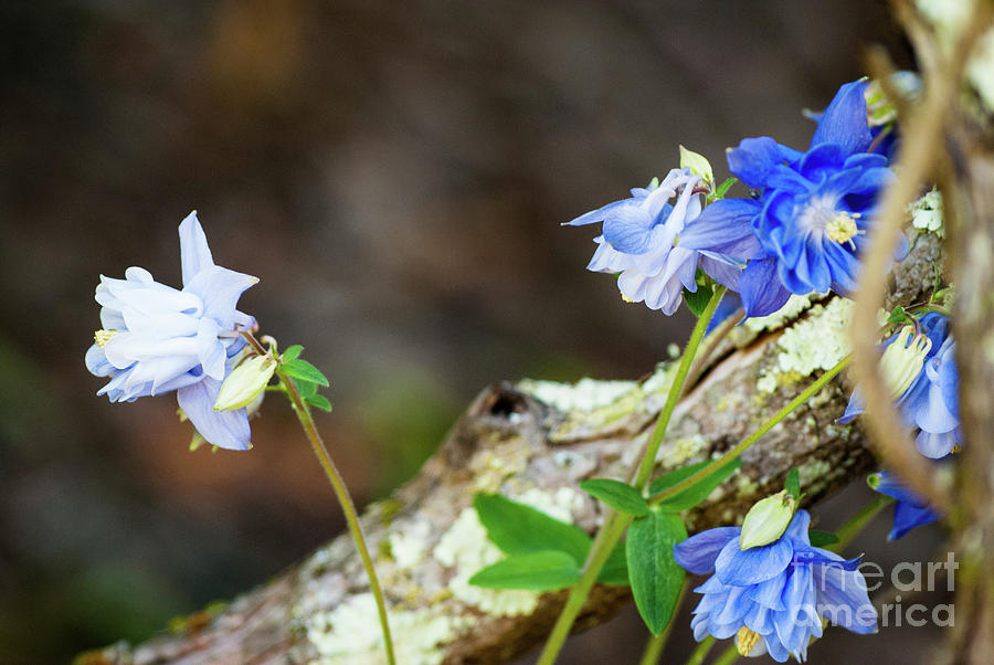 Blue Columbine Photograph by Kevin Gladwell