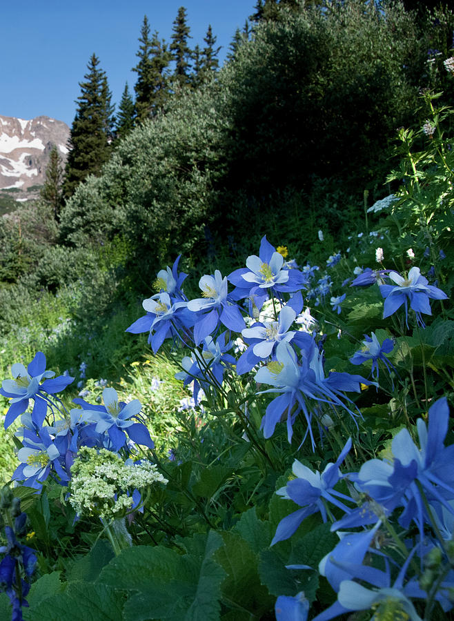 Blue Columbine on the Mountain Slope Photograph by Cascade Colors