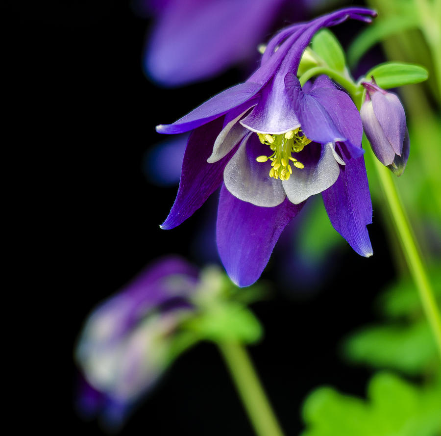 Spring Photograph - Blue Columbine by Paul Geilfuss