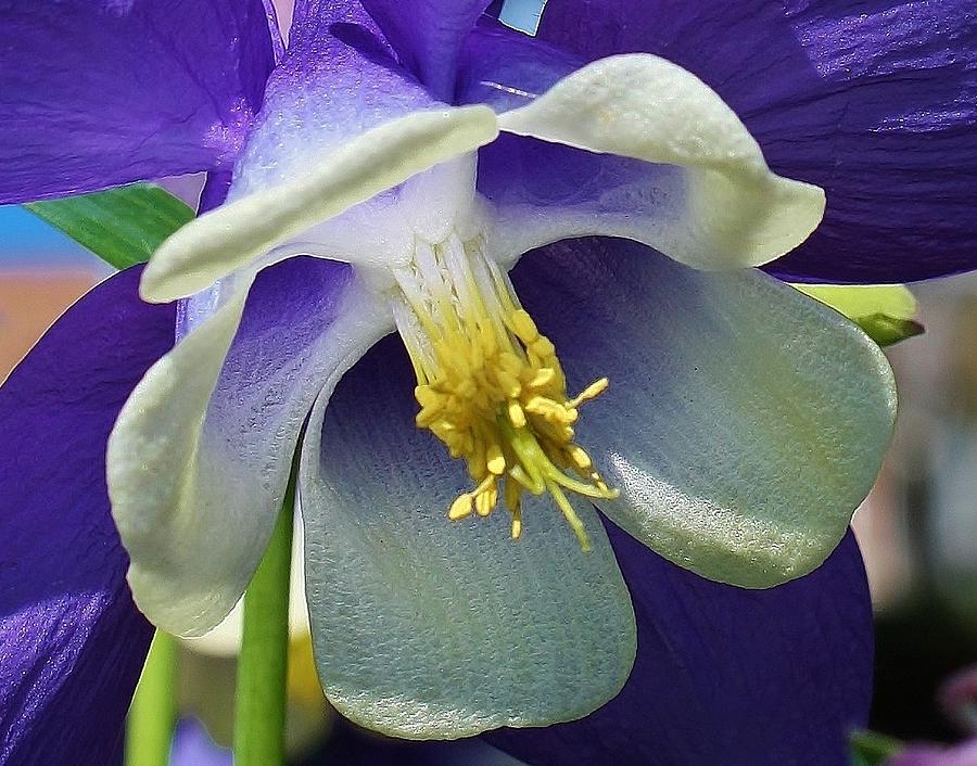 Blue Columbine Up Close 1 Photograph by Bruce Bley