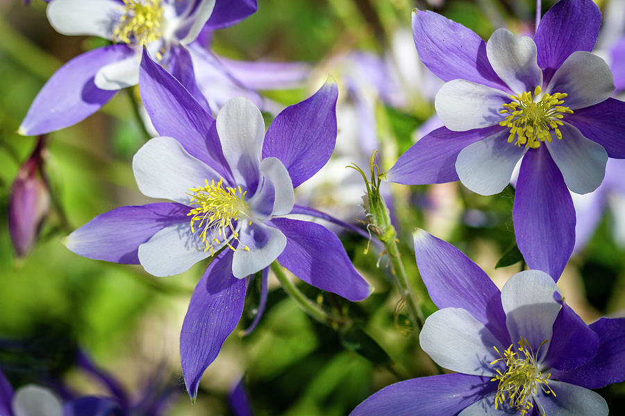 Blue Columbine Wildflowers Photograph by Teri Virbickis