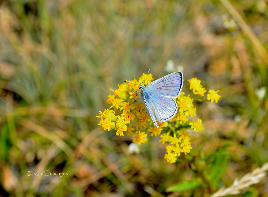 Blue Copper Butterfly Photograph by Kae Cheatham