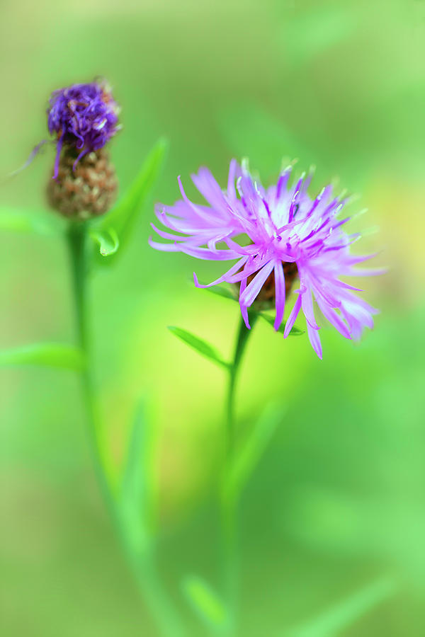 Blue Corn Flower - Summer Wildflower Photograph by Dirk Ercken