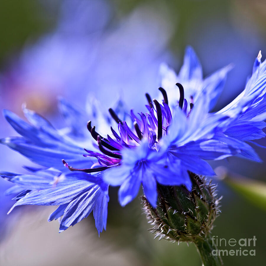 Blue Cornflower Bloom Photograph by Heiko Koehrer-Wagner