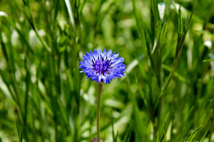 Blue Cornflower Photograph by Cynthia Guinn