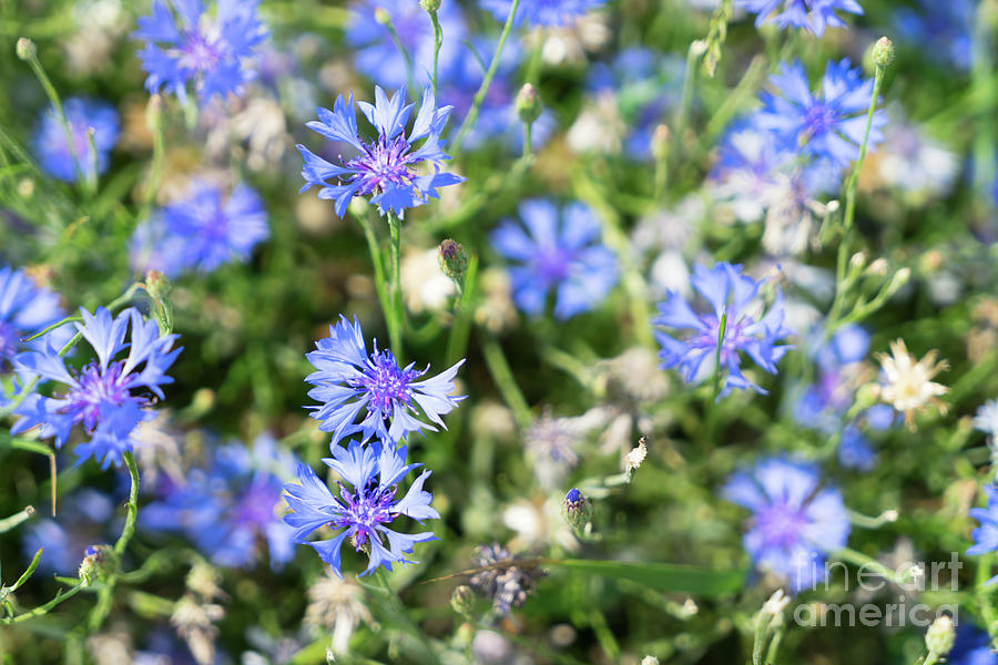 Blue Cornflower Field Photograph