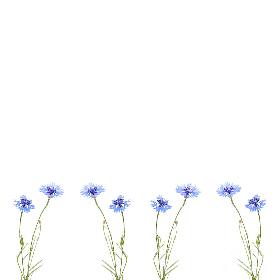 Blue cornflower flowers patterns isolated on white Photograph by Arletta Cwalina
