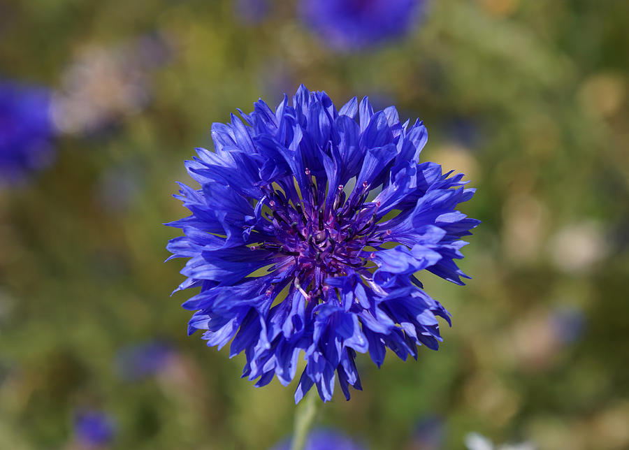 Blue cornflower Photograph by Jolly Van der Velden