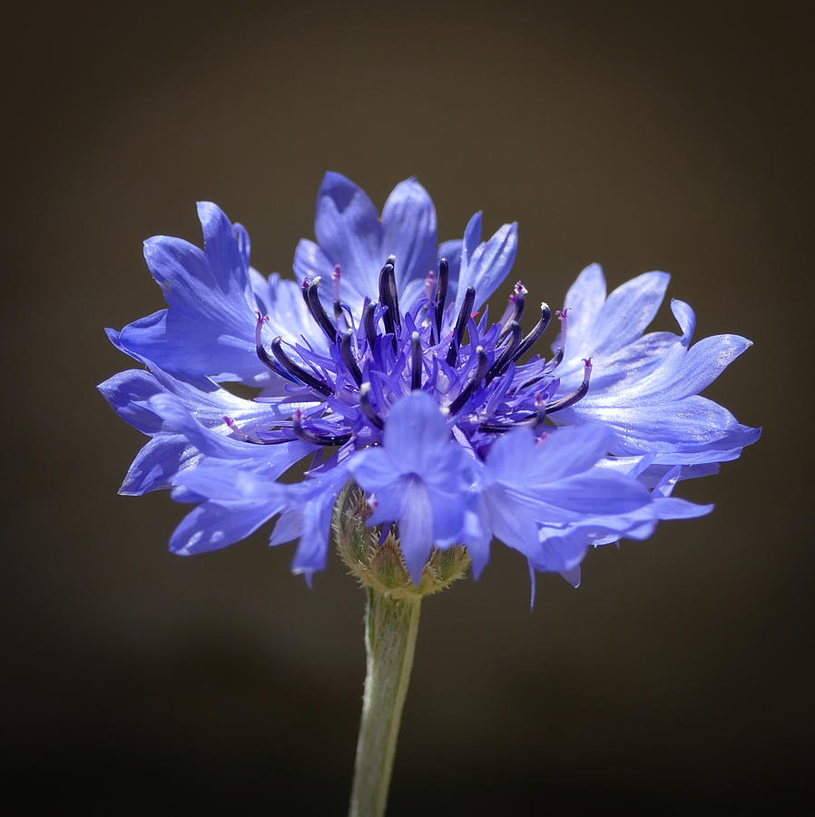 Blue Cornflower Photograph by Laurel Powell