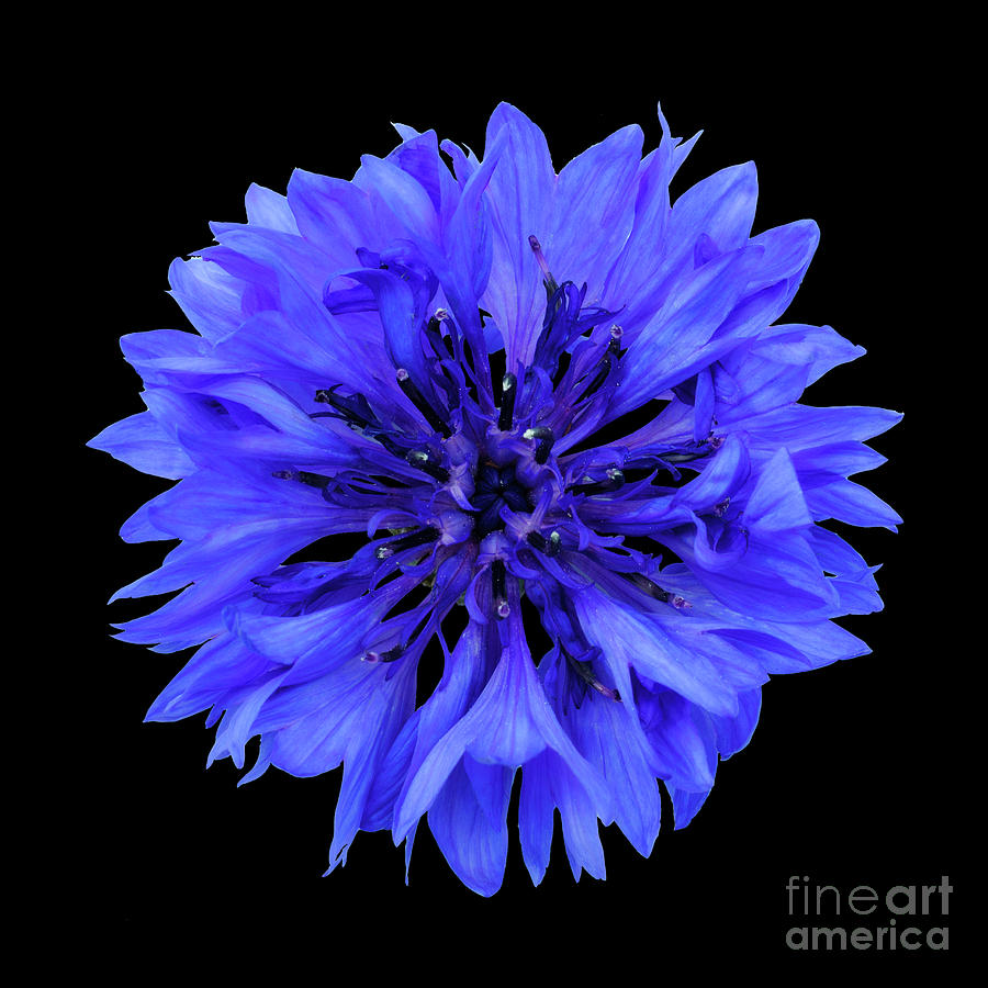 Nature Photograph - Blue cornflower on a black background 3 by Valdis Veinbergs