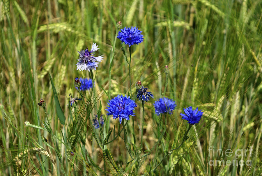 Blue Cornflowers Photograph by Michelle Meenawong