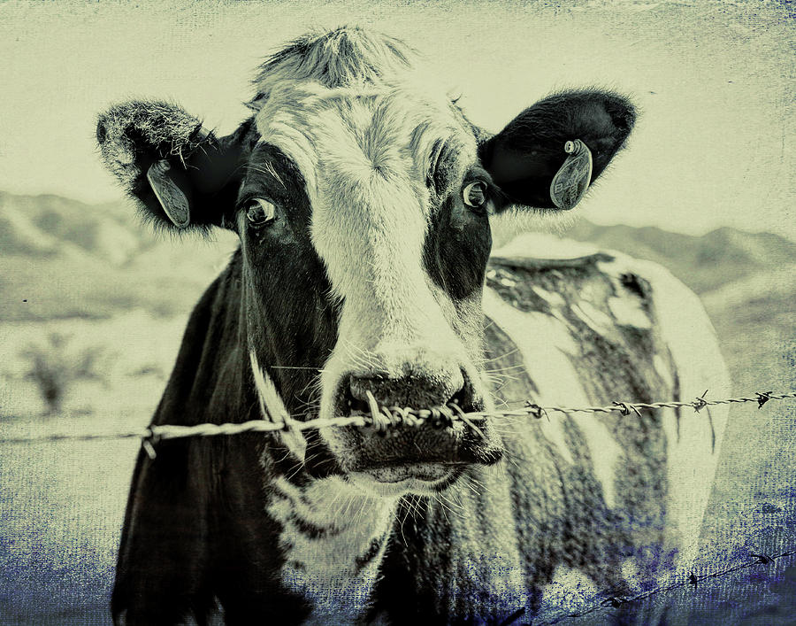 Blue Cow Photograph by JoAnn Silva