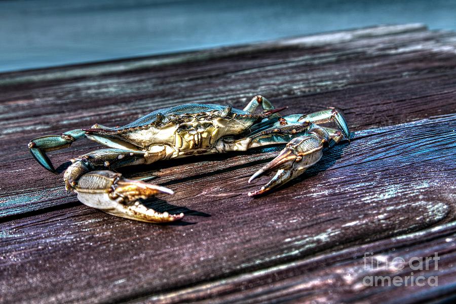Blue Crab - Above view Photograph by Gulf Coast Aerials -