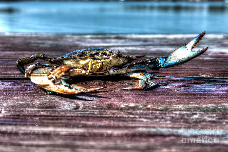 Blue Crab - Big Claws Photograph by Gulf Coast Aerials -