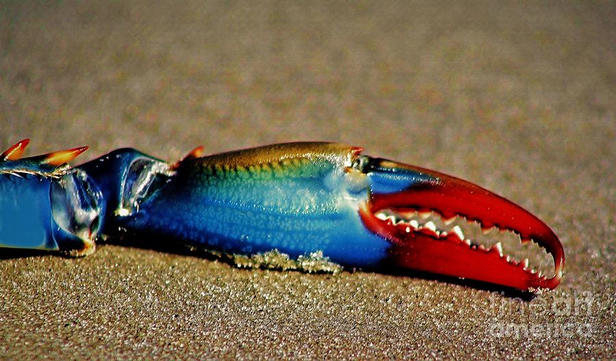 Blue Crab Claw Photograph By Paulette Thomas