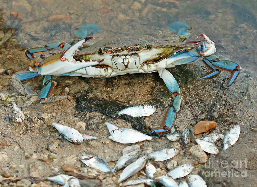 Blue Crab Dancing Photograph by Luana K Perez