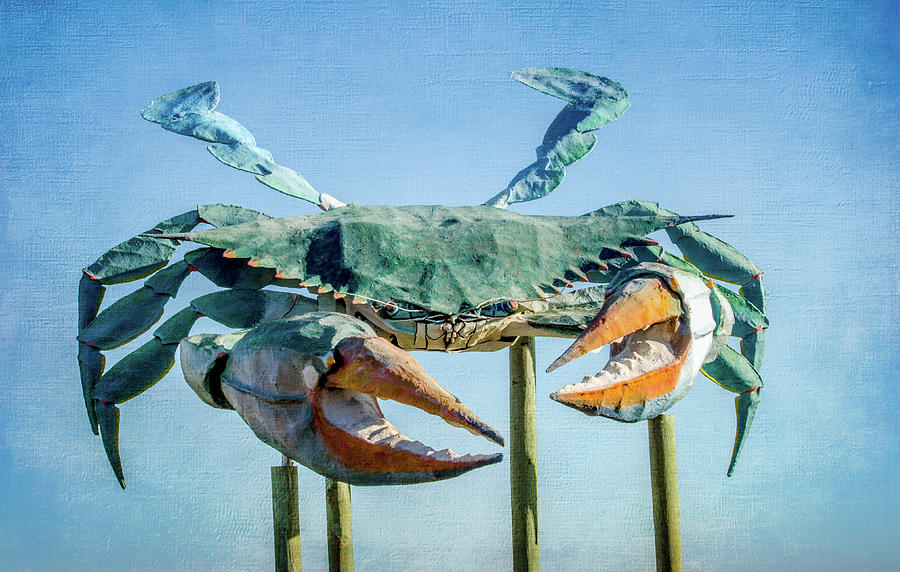Blue Crab Photograph by Debra Martz