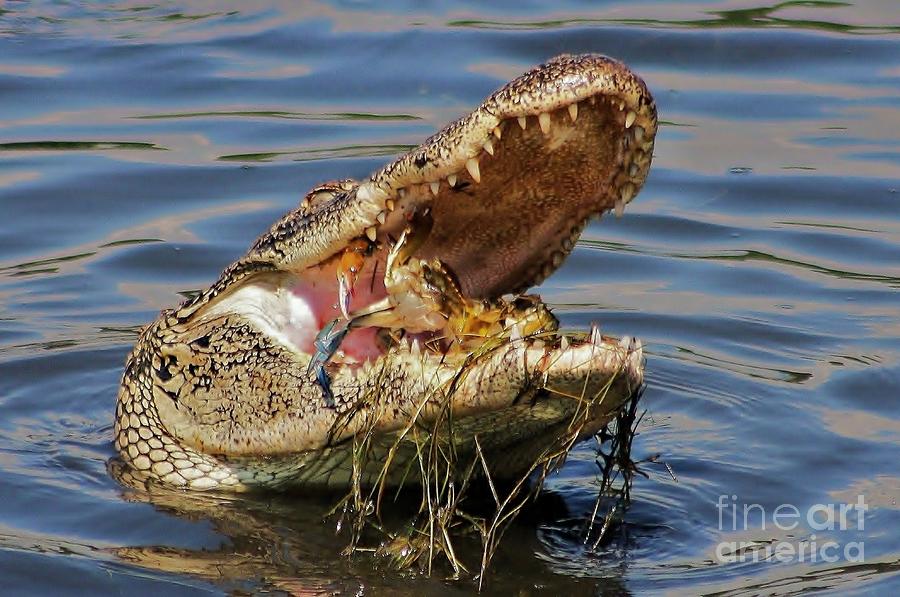 Alligator Photograph - Blue Crab Dinner by Paulette Thomas
