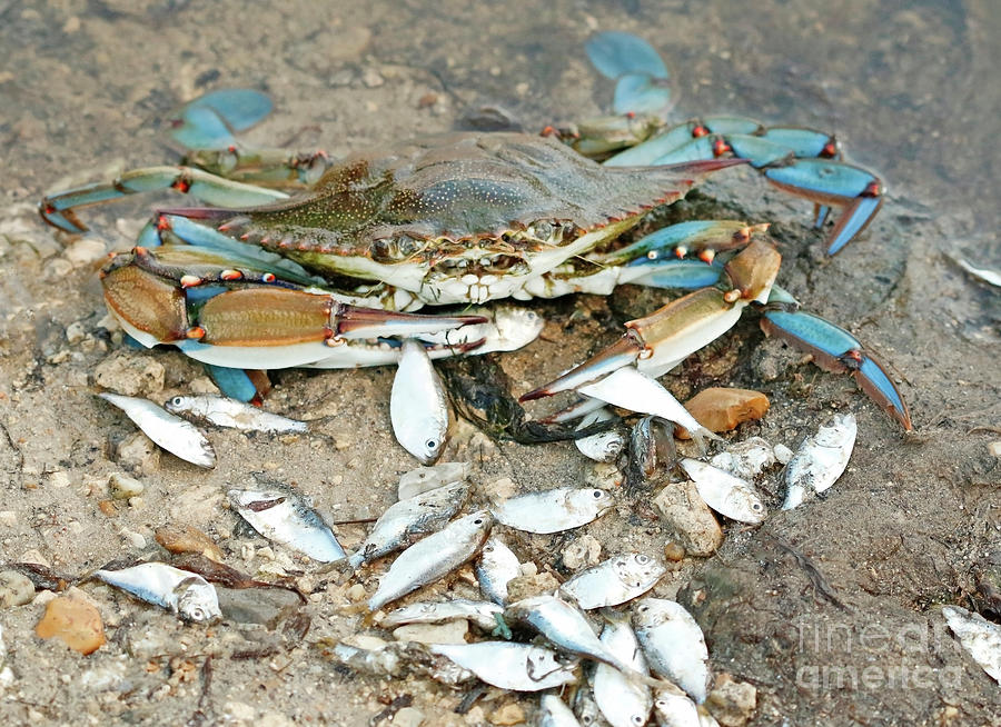Blue Crab Fishing Photograph by Luana K Perez