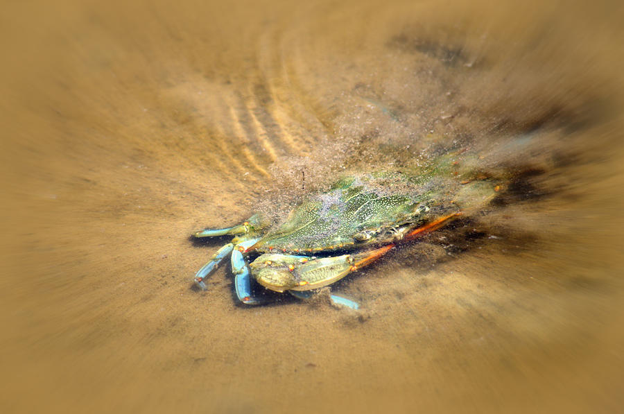 Blue Crab Hiding in the Sand Photograph by Debra Martz