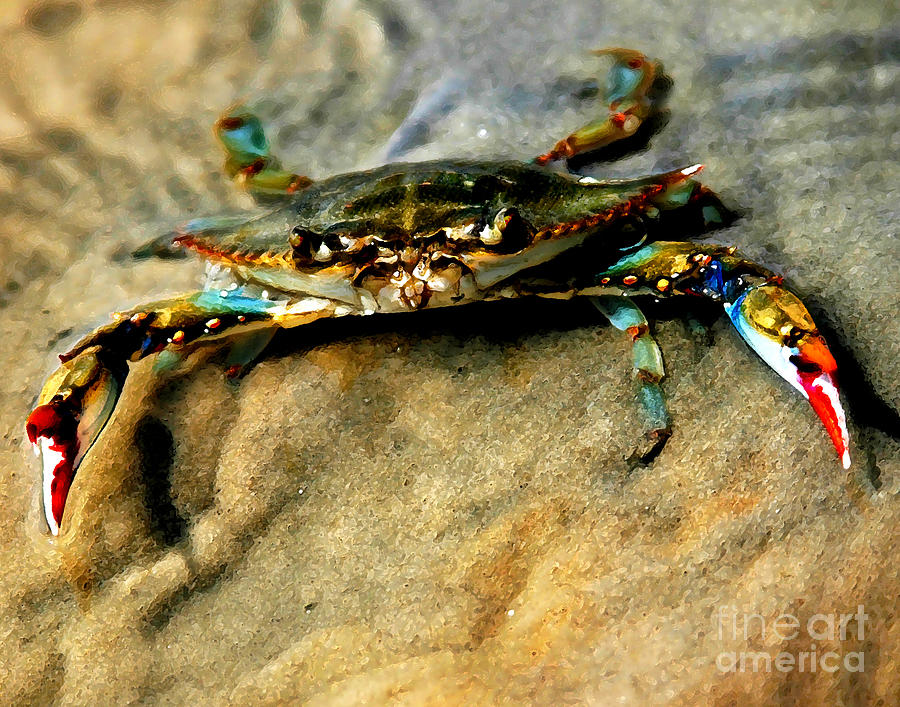 Beach Photograph - Blue Crab by Joan McCool