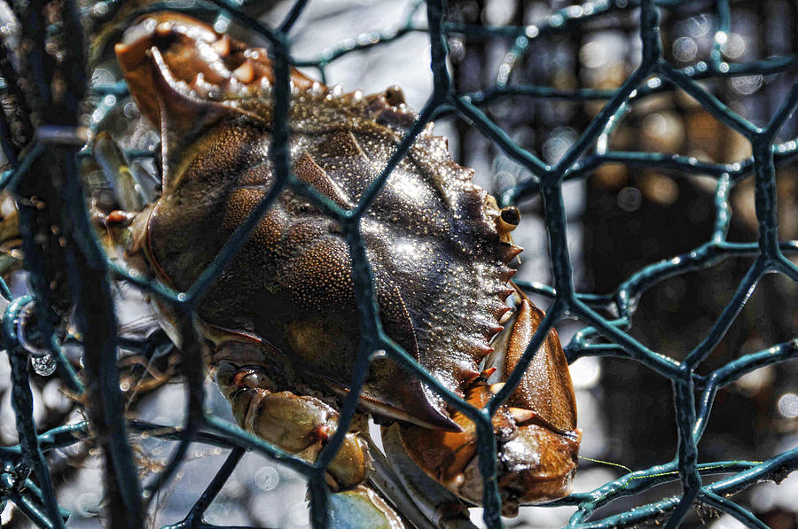 Blue Crab  Photograph by Jody Lovejoy